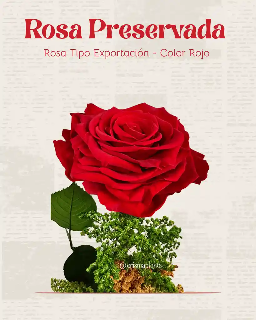 Rosa Preservada Tipo Exportación Color Rojo