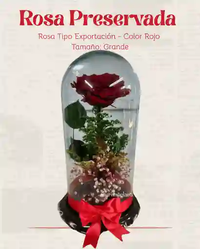 Rosa Preservada Tipo Exportación Color Rojo