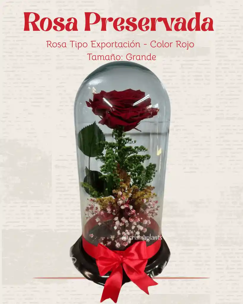 Rosa Preservada Tipo Exportación Color Rojo