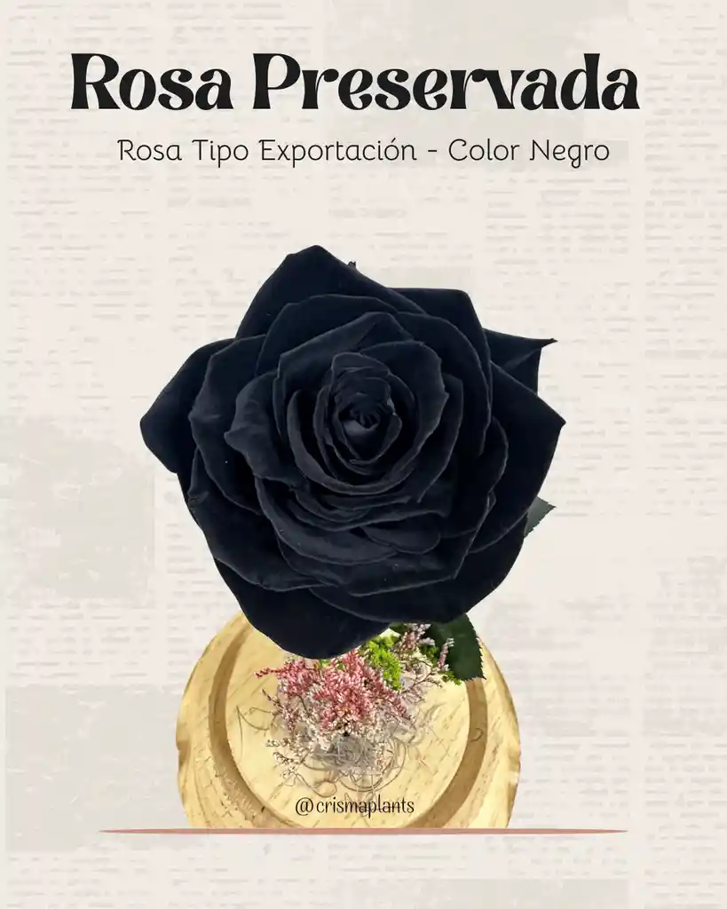 Rosa Preservada Tipo Exportación Color Negro