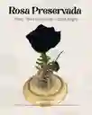 Rosa Preservada Tipo Exportación Color Negro