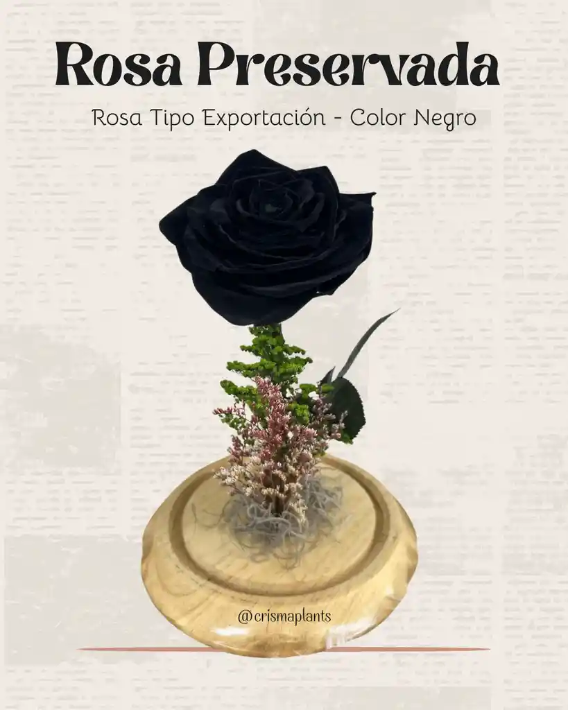 Rosa Preservada Tipo Exportación Color Negro