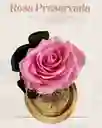 Rosa Preservada Basic Color Rosada