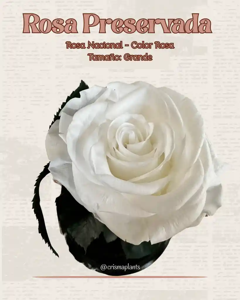 Rosa Preservada Basic Color Blanco