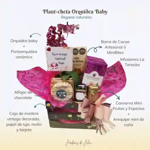 Plant-cheta Orquidea Baby