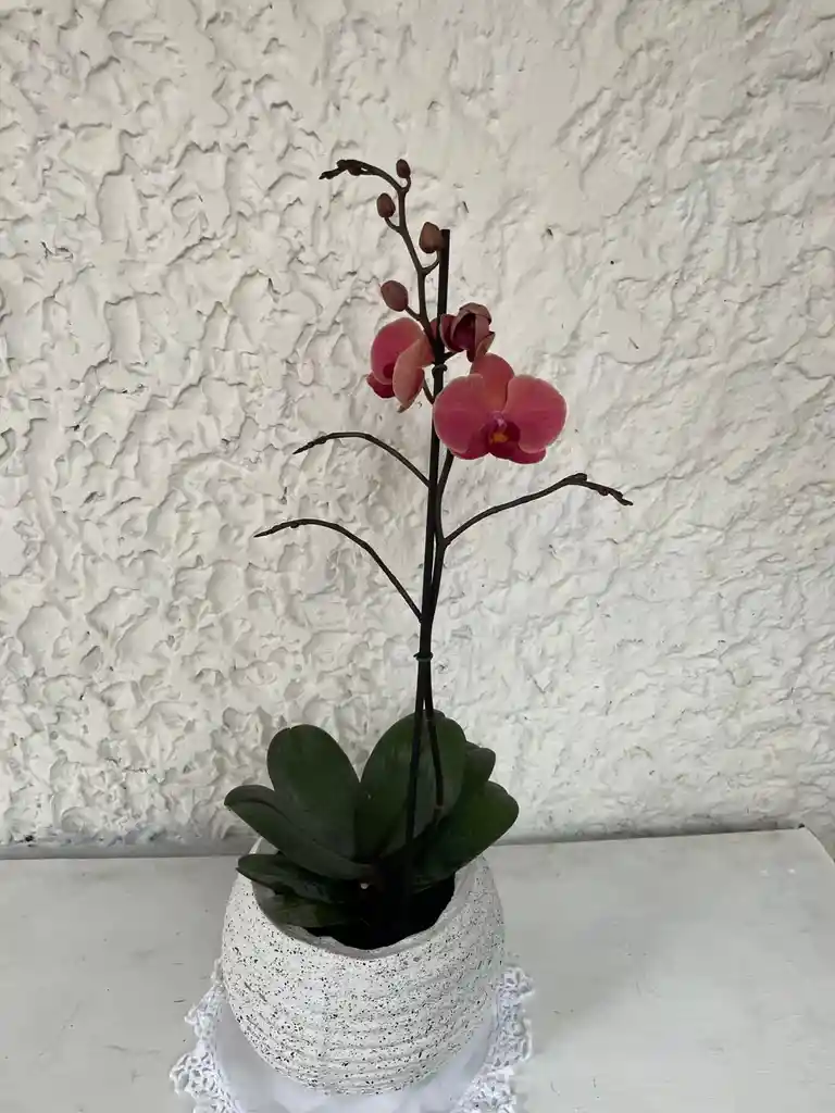 Planta De Orquidea Phalenosis