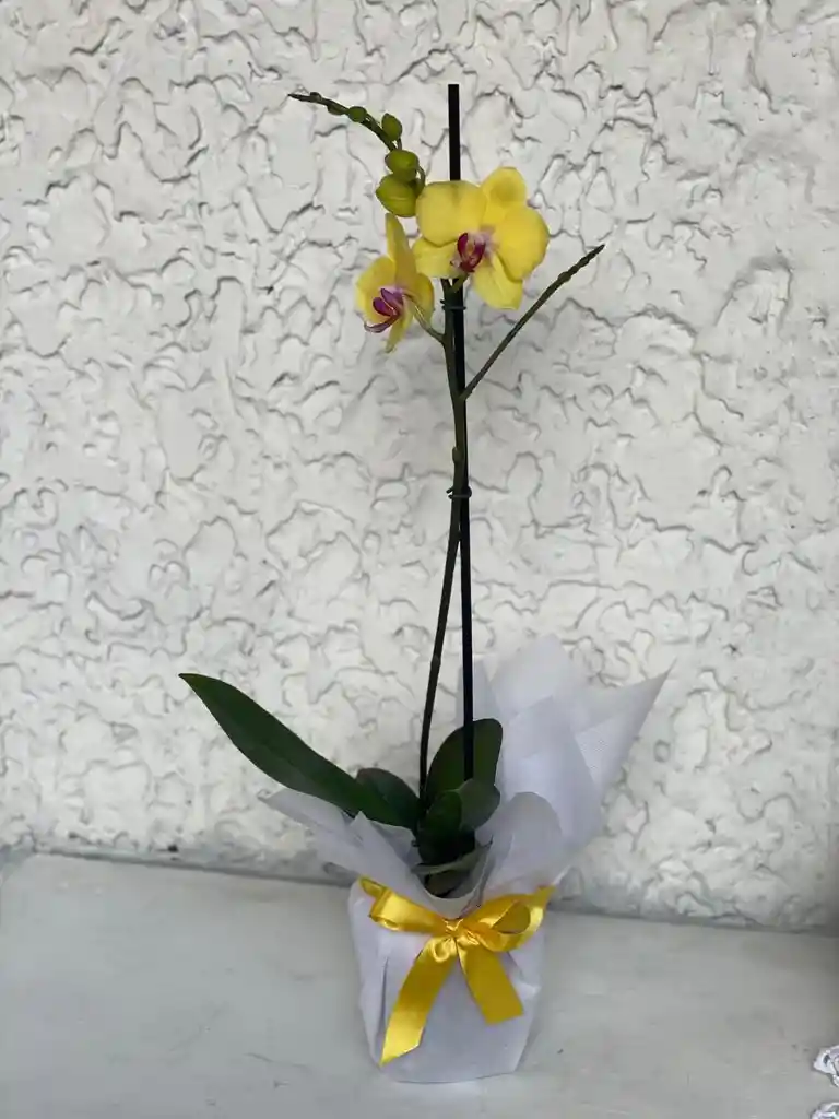 Planta De Orquidea Phalenosis