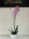 Planta De Orquidea Phalenosis