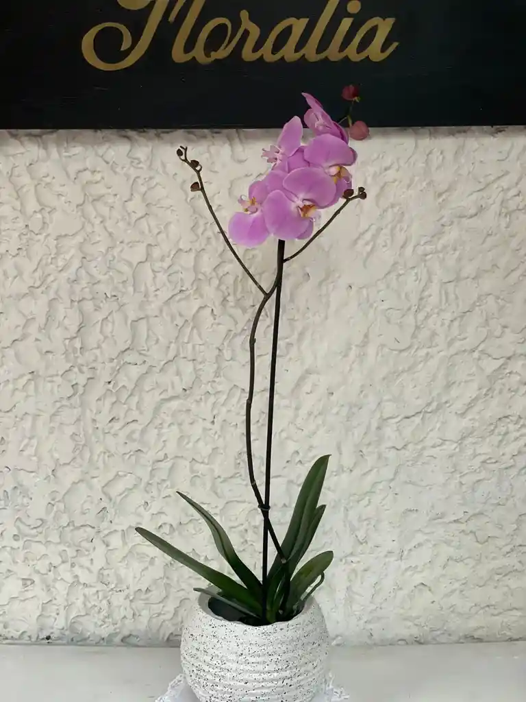 Planta De Orquidea Phalenosis