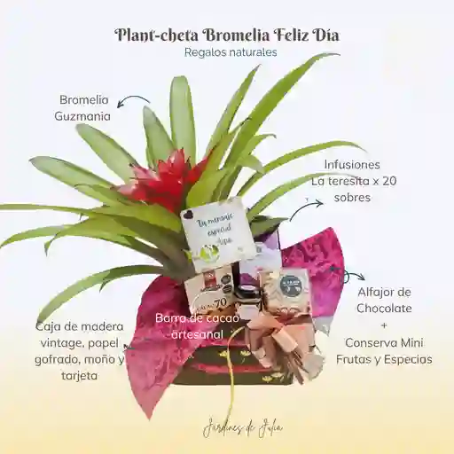 Plant-cheta Bromelia Feliz Día