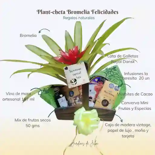 Plant-cheta Bromelia Felicidades