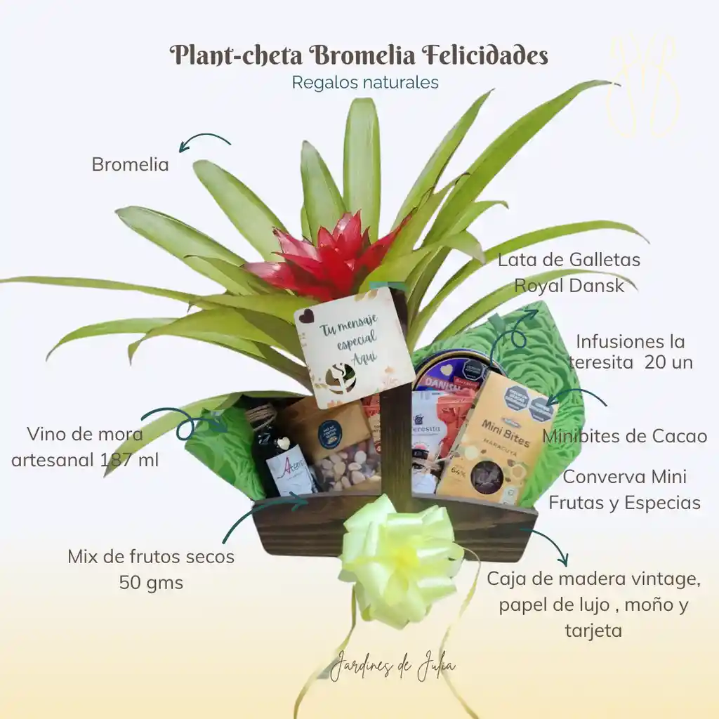 Plant-cheta Bromelia Felicidades