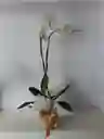 Planta Orquídea Phalaenopsis (falenopsis)