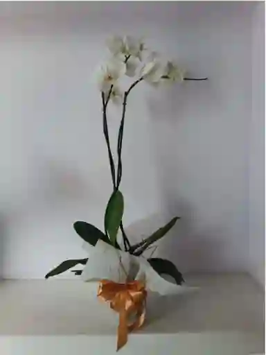 Planta Orquídea Phalaenopsis (falenopsis)