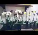Planta Orquídea Phalaenopsis (falenopsis)