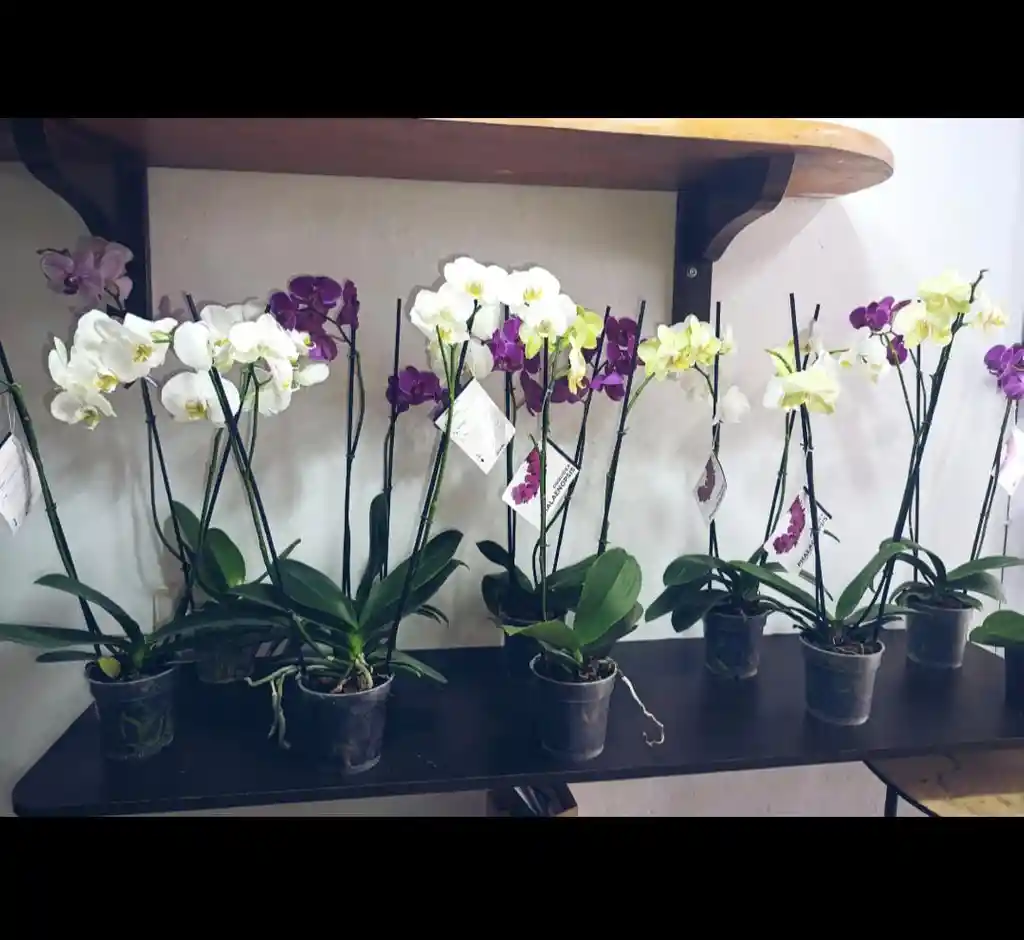 Planta Orquídea Phalaenopsis (falenopsis)