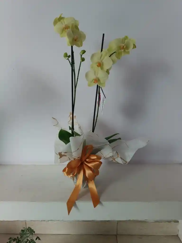 Planta Orquídea Phalaenopsis (falenopsis)