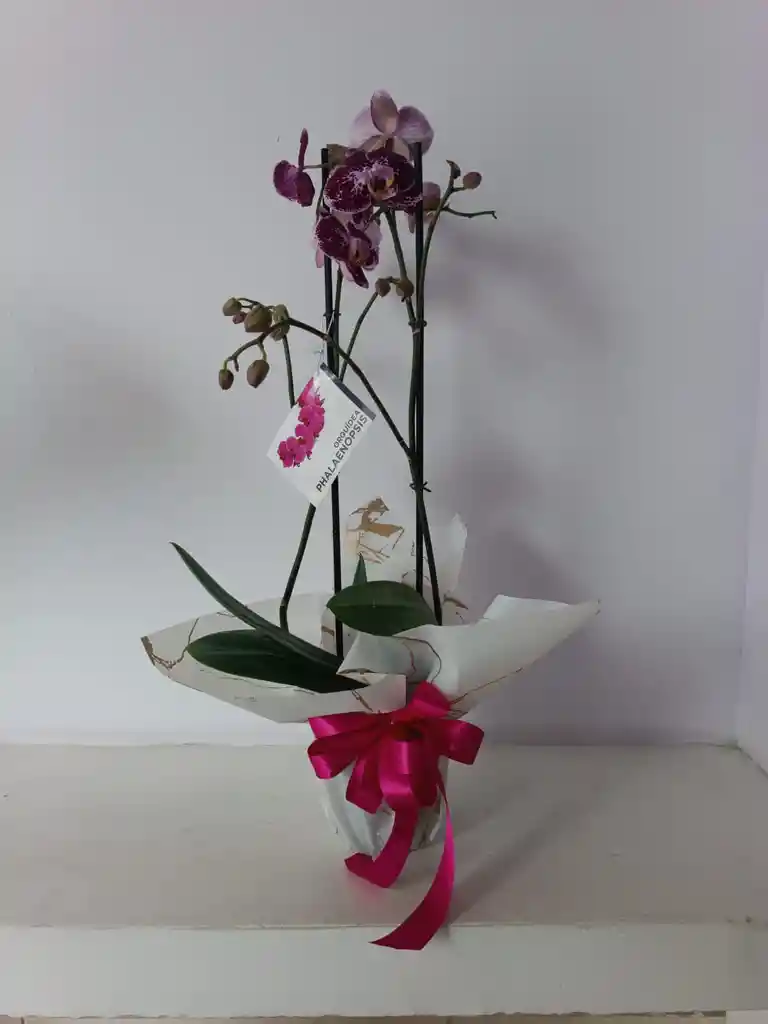 Planta Orquídea Phalaenopsis (falenopsis)