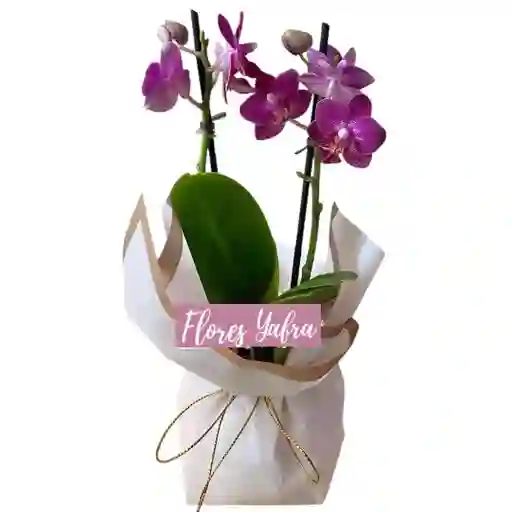 Planta De Orquideas Baby