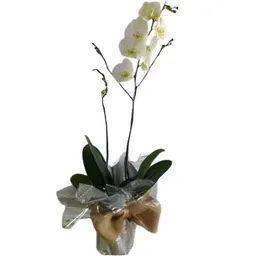 Planta De Orquídea