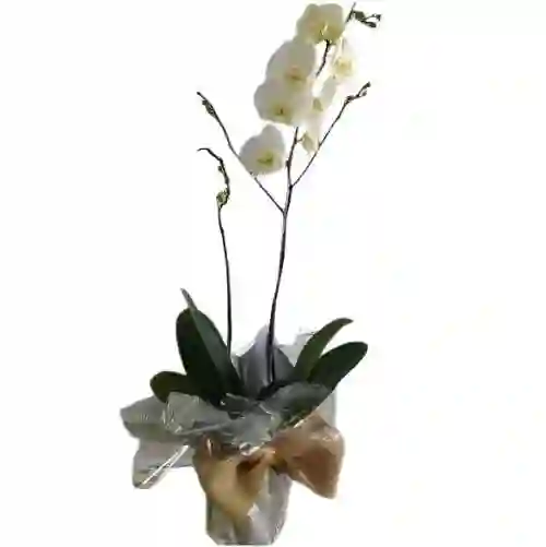 Planta De Orquídea