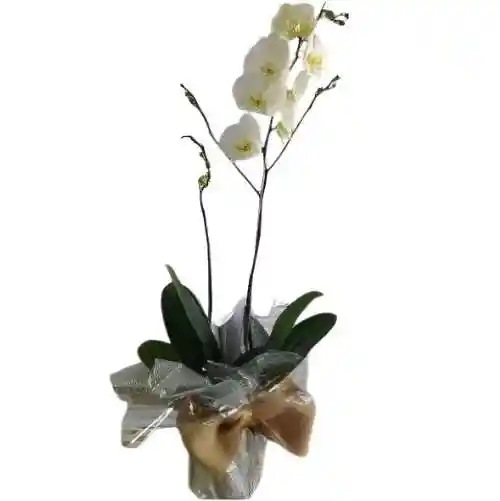 Planta De Orquídea