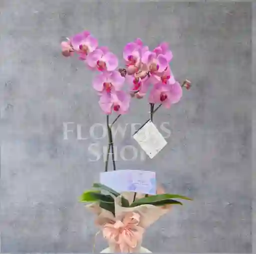 Planta De Orquidea Decorada