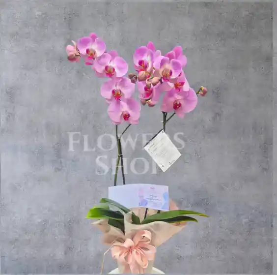 Planta De Orquidea Decorada