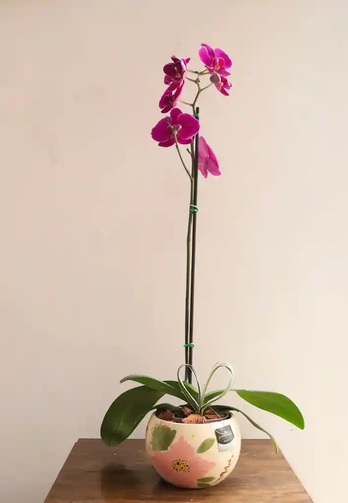 Planta De Orquidea