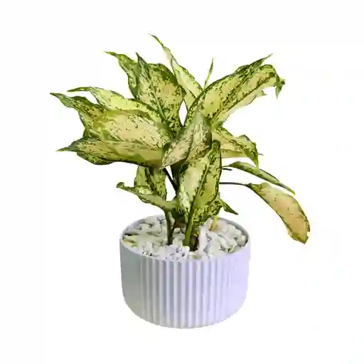 Planta Día De La Madres