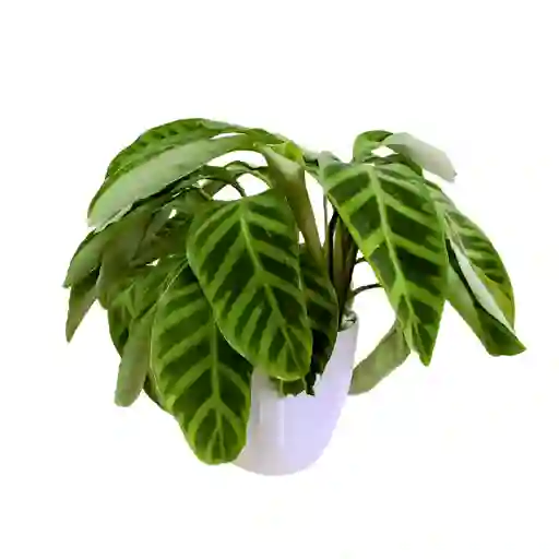 Mamá, Planta Calathea En Matera Blanca