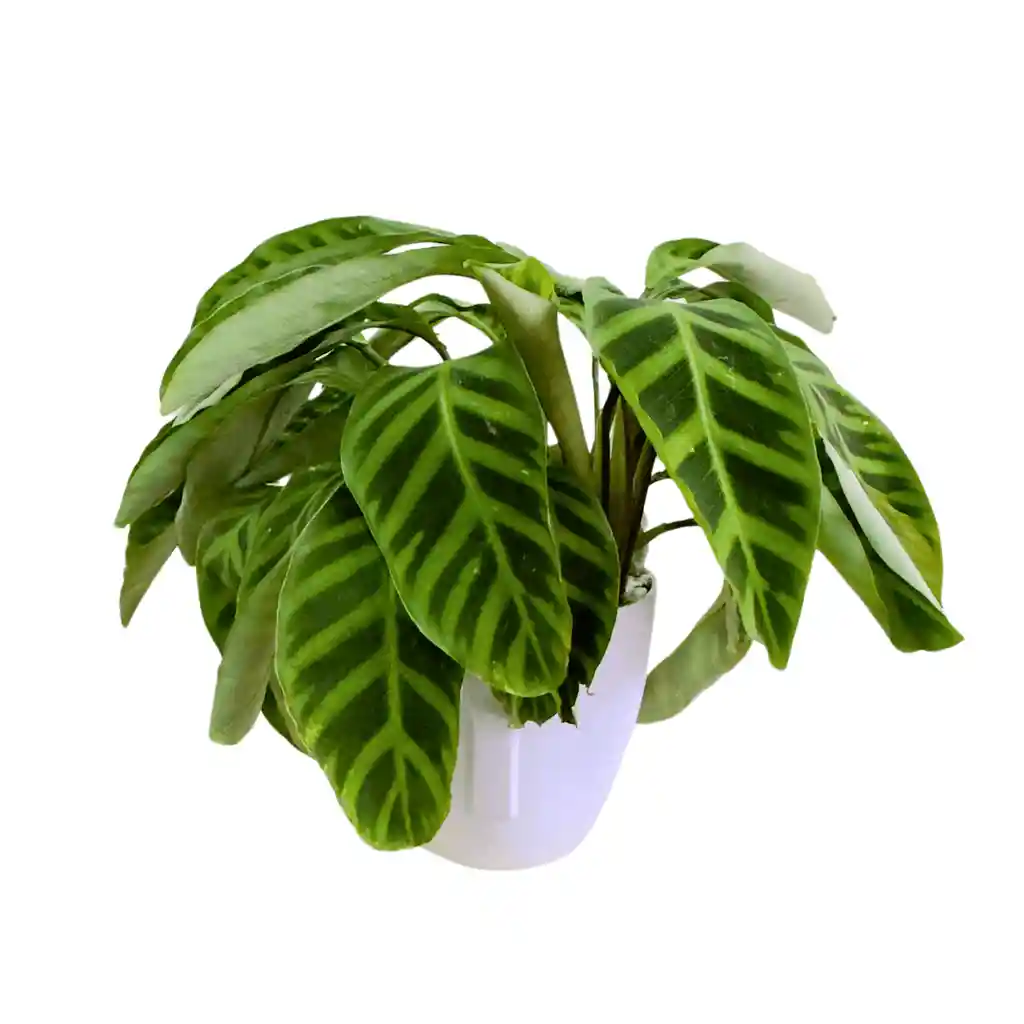 Mamá, Planta Calathea En Matera Blanca