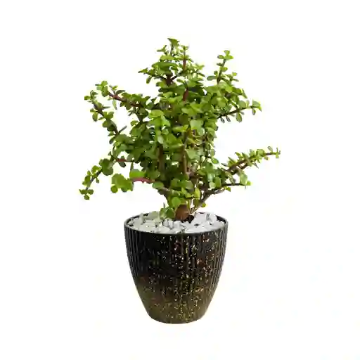 Día De La Madre, Planta Jade En Matera
