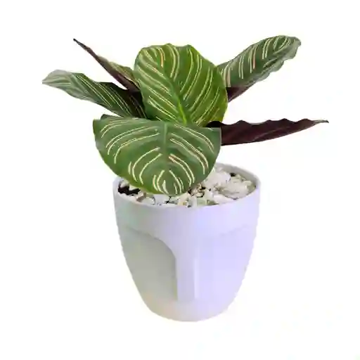 Mamá, Planta Calathea En Matera