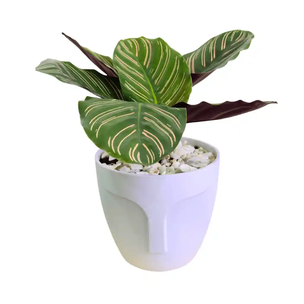 Mamá, Planta Calathea En Matera