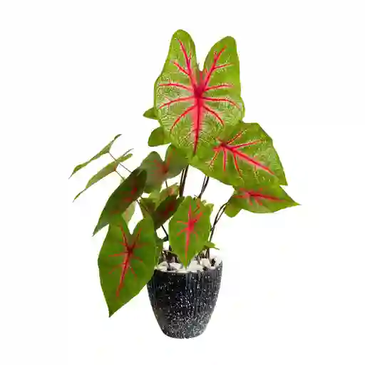 Día De La Madre, Planta Caladium
