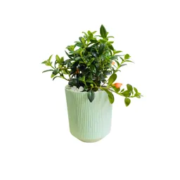 Mamá, Planta En Matera