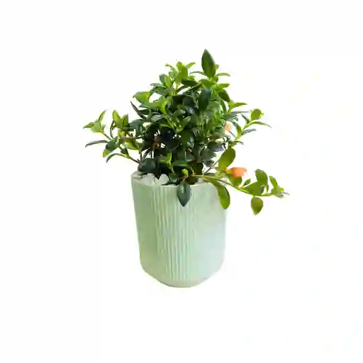 Mamá, Planta En Matera