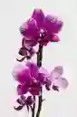 Orquidea Morada Con Extremos Blancos X2 Tallos