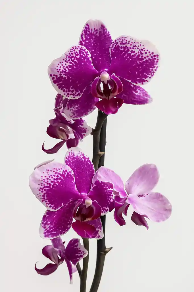 Orquidea Morada Con Extremos Blancos X2 Tallos