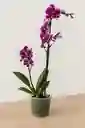 Orquidea Morada Con Extremos Blancos X2 Tallos