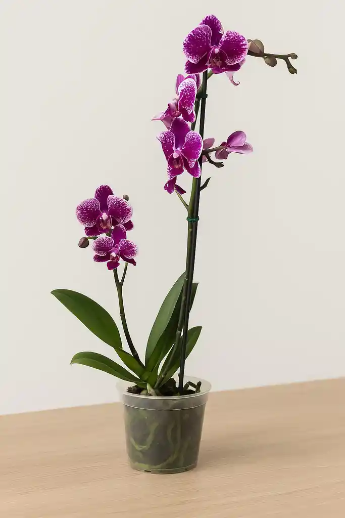 Orquidea Morada Con Extremos Blancos X2 Tallos