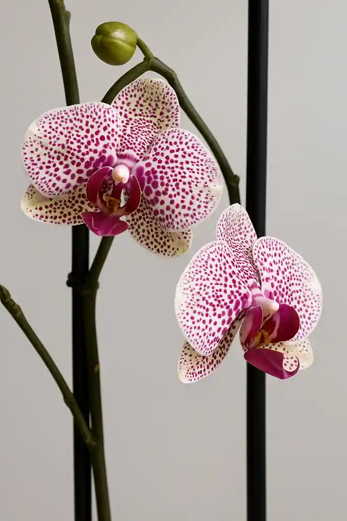 Orquidea Blanca Con Mini Puntos Fucsias X2 Tallos
