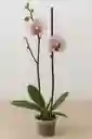 Orquidea Blanca Con Mini Puntos Fucsias X2 Tallos