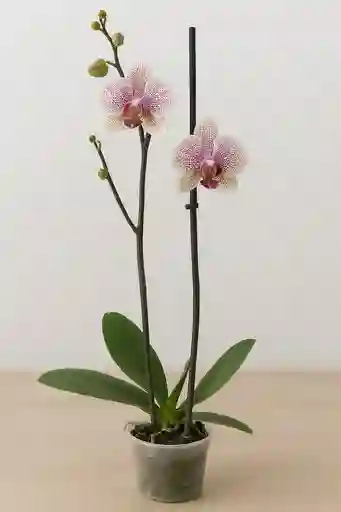 Orquidea Blanca Con Mini Puntos Fucsias X2 Tallos