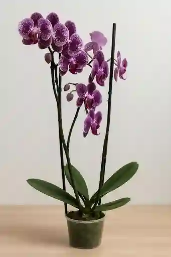 Orquidea Blanca-morada X2 Tallos