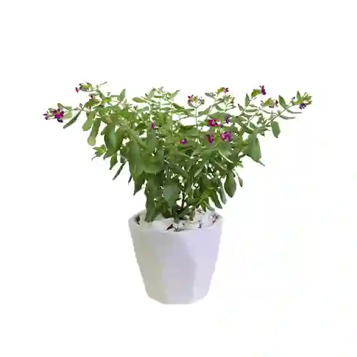 Mamá, Planta Floral En Matera