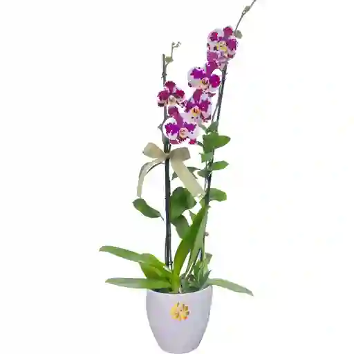 Planta De Orquídea Con Matera, Para Mamá