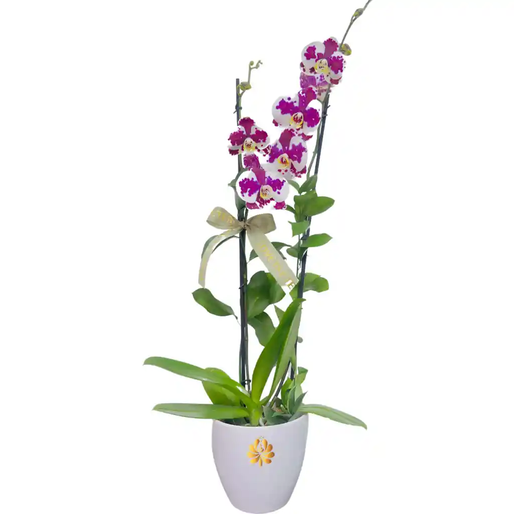 Planta De Orquídea Con Matera, Para Mamá