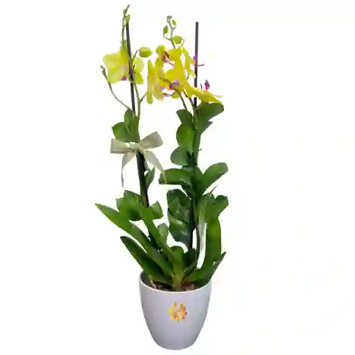 Planta De Orquídea Con Matera, Para Mamá